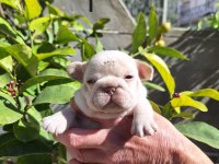 PLATİNUM DİŞİ FRENCH BULLDOG YAVRULAR