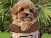 Özel Micro Maltipoo Yavruları