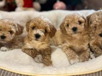 Aşılı Pasaportlu Mikroçipli Maltipoo Yavrularımız 
