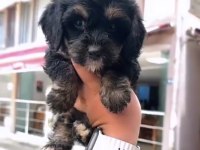 Morkie bebekler