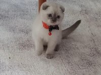 Boncuk gözlü yakışıklı scottish fold bebeğim