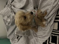 3 Aylık Dişi Maltipoo Yavru