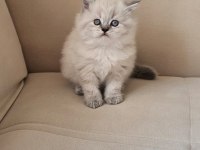 Blue Point Erkek Ve Dişi British Shorthair