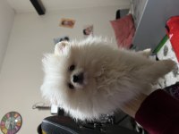 2 AYLIK DİŞİ POMERANİAN BOO