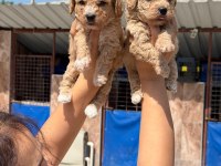 Maltipoo bebek yüzlü tatlılar
