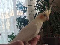 1 aylık sultan papağanı yavrular