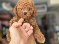 Petmode köpek çiftliğinde ziyarete açık kore maltipoo