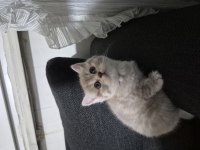 4 erkek 1 dişi britich shorthair yavrularımız