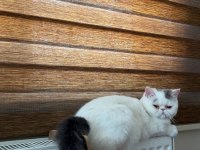 Dişi Exotic Shorthair