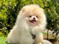 Boo Pomeranian Irk ve Sağlık Garantili Yavrular 