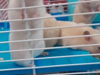 Suriye hamster