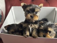Antiallerjik tea cup yorkshire terrier yavrularımız