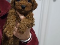 Ev doğumlu karamel poodle bebeklerim