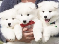 Kar beyaz samoyed yavrularım