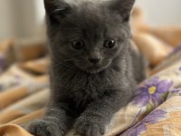 Uygun british shorthair