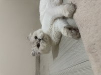 1 aylık hamile british shorthair