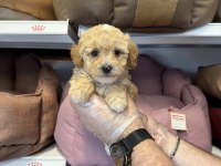 Bebek yüzlü maltipoo yavrularımız