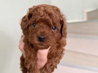 Red Brown Poodle Yavrular