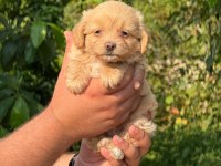 Aşılı Çiş Eğitimli Maltıpoo Bebekler