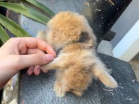 HOLLANDA LOP TAVŞANLARI
