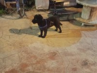 SİYAH DİSİ MİNYATÜR POODLE KİZANDA SU AN