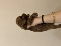 Toy poodle 38 günlük