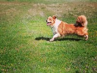 Şecereli border collie