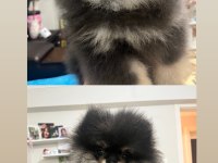 3 Aylık Pomeranian Boo İki Adet Bir Dişi Bir Erkek