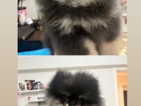 3 aylık pomeranian boo iki adet bir dişi bir erkek
