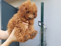 2 dişi ve 1 erkek toy poodle