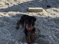 58 günlük doberman kuyruğu estetikli