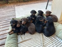 2,5 AYLIK SAFKAN DOBERMAN