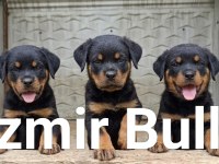 Rottweiler extrem sırbistan timittor