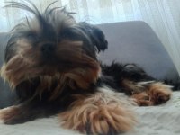 Sevimli dost yorkshire terrier