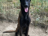 Safkan Belçika Kurdu Malinois Yavrular