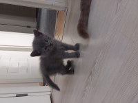 Minik kedilerim british shorthair