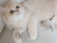 British Longhair Dişi
