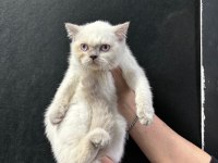 British blue point yavrular