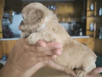 Toy Poodle Köpeğimiz