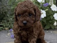 Toy Poodle Yavru