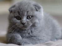 Sevgi yumağı gri scottish fold