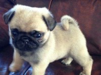 Sağlık ve ırk garantili pug bebeklerimiz