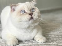 1 yaşında scottish fold erkek