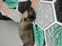Scottish fold blue point