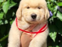 GOLDEN RETRİEVER CİNS KÖPEKLER