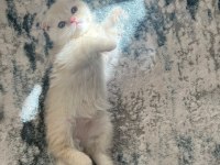 Erkek scottish fold