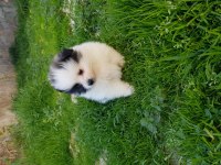 Pomeranian boo yavru