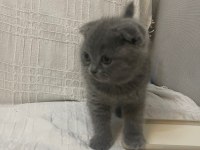 Oyuncu akıllı 2 aylık A kalite scottish fold