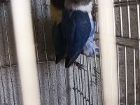 CENNET PAPAĞANI blue personat YAVRULARI