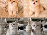 ŞECERELİ ANNE BABADAN BRİTİSH SHORTHAİR YAVRULAR
